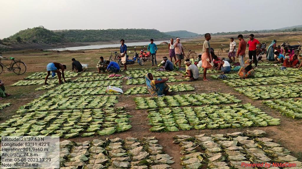 तेंदूपत्ता संग्राहकों को मिलेगा 424 करोड़ से अधिक का प्रोत्साहन पारिश्रमिक