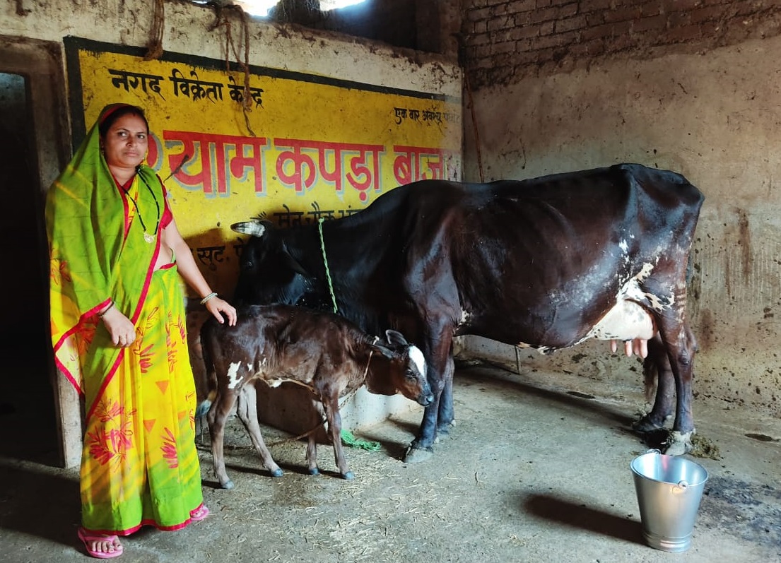 महासमुंद : गौ पालन से गृहिणी रुक्मणी पटेल आर्थिक स्वावलंबन की मिसाल बनी