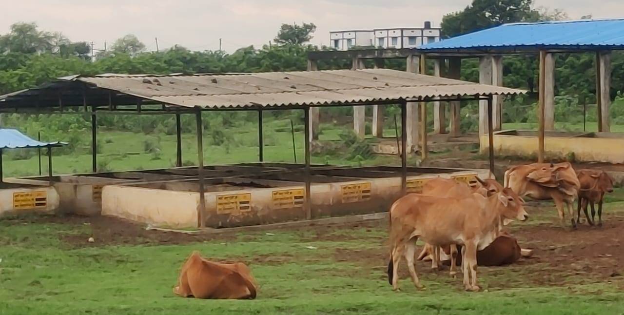 कवर्धा : ग्राम बरबसपुर के गौठान से ग्रामीण हो रहे लाभान्वित, पशुधन को मिल रही सभी सुविधाएं