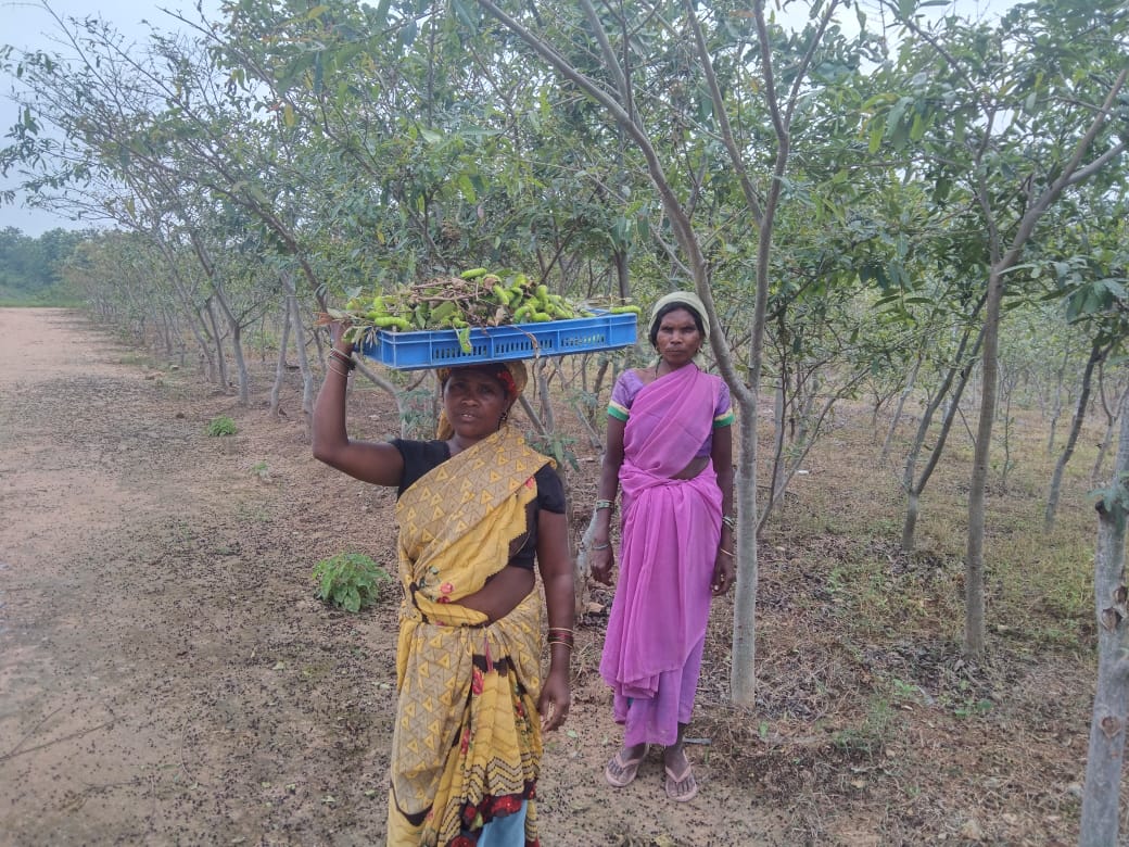 नैसर्गिक कोसा से दो लाख से अधिक लोगों को रोजगार
